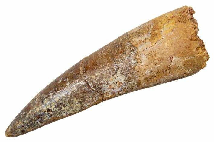 Fossil Spinosaurus Tooth - Real Dinosaur Tooth #345933